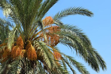 Hurma altın meyvesi, Kıbrıs