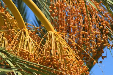 Hurma altın meyvesi, Kıbrıs