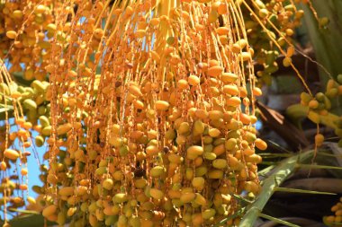 Hurma altın meyvesi, Kıbrıs