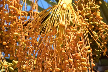 Hurma altın meyvesi, Kıbrıs