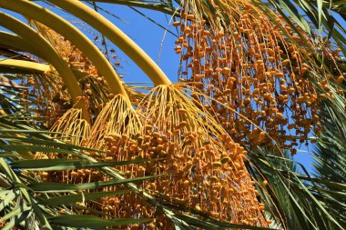 Hurma altın meyvesi, Kıbrıs