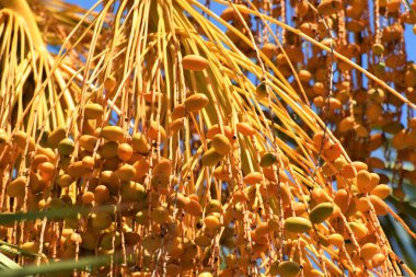 Hurma altın meyvesi, Kıbrıs