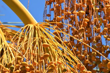 Hurma altın meyvesi, Kıbrıs