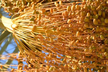 Hurma altın meyvesi, Kıbrıs