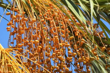 Hurma altın meyvesi, Kıbrıs