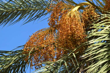 Hurma altın meyvesi, Kıbrıs