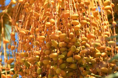 Hurma altın meyvesi, Kıbrıs