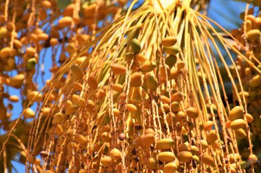 Hurma altın meyvesi, Kıbrıs