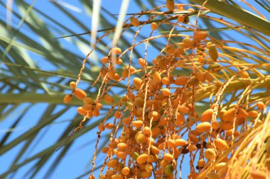 Hurma altın meyvesi, Kıbrıs