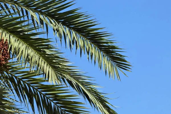 Date Palm Golden Fruit Chipre — Fotografia de Stock