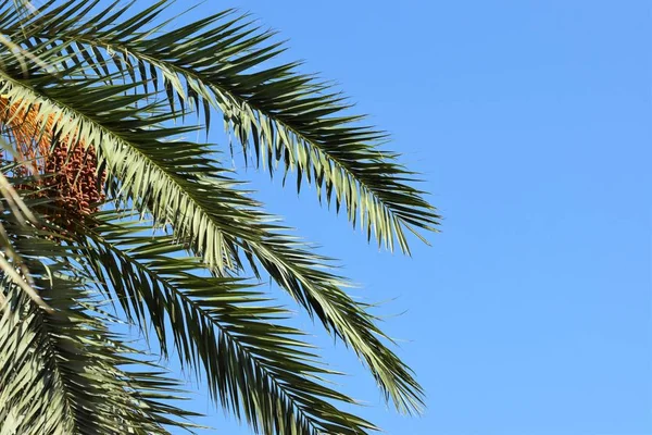 Date Palm Golden Fruit Chipre — Fotografia de Stock