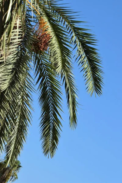 Date Palm Golden Fruit Chipre — Fotografia de Stock