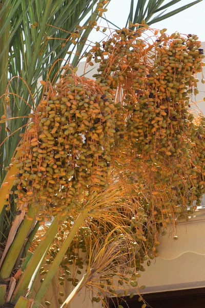 Hurma altın meyvesi, Kıbrıs