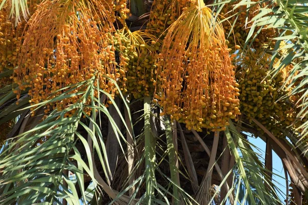 Dattelpalme Goldene Frucht Zypern — Stockfoto