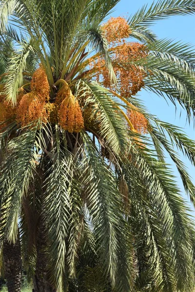 Date Palm Golden Fruit Chipre — Fotografia de Stock