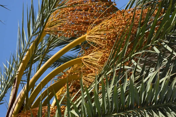 Date palm golden fruit, Cyprus