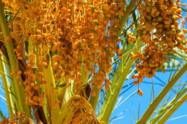 Hurma altın meyvesi, Kıbrıs