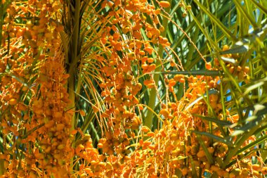 Hurma altın meyvesi, Kıbrıs