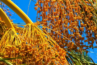 Hurma altın meyvesi, Kıbrıs
