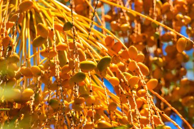 Hurma altın meyvesi, Kıbrıs