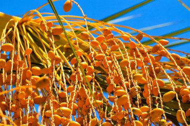 Hurma altın meyvesi, Kıbrıs