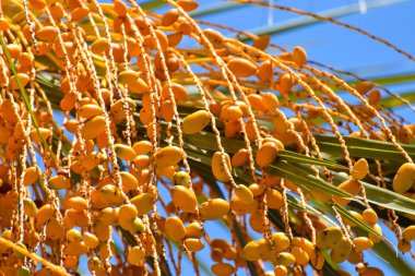 Hurma altın meyvesi, Kıbrıs
