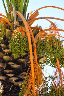 Hurma altın meyvesi, Kıbrıs