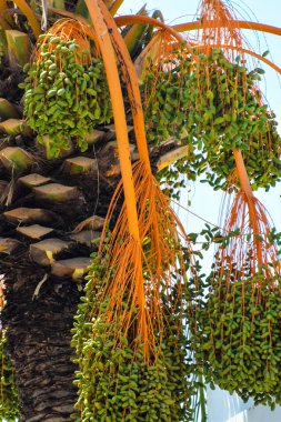 Hurma altın meyvesi, Kıbrıs