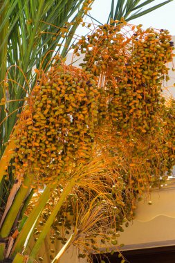 Hurma altın meyvesi, Kıbrıs