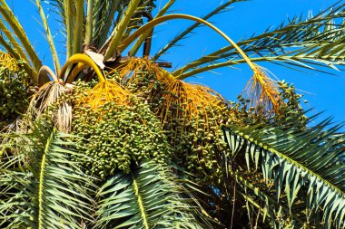 Hurma altın meyvesi, Kıbrıs