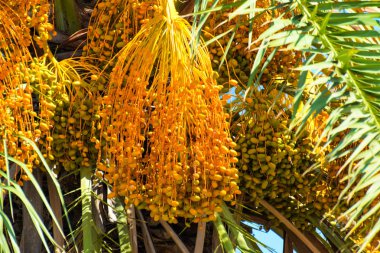 Hurma altın meyvesi, Kıbrıs