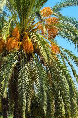 Hurma altın meyvesi, Kıbrıs