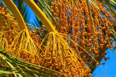 Hurma altın meyvesi, Kıbrıs