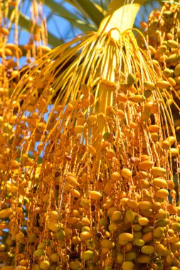 Hurma altın meyvesi, Kıbrıs