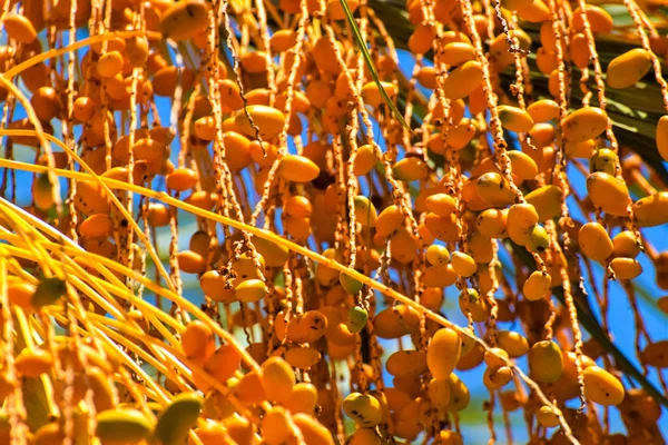 Hurma altın meyvesi, Kıbrıs