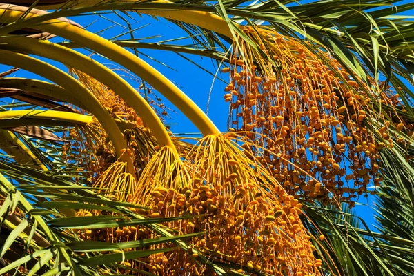 Hurma altın meyvesi, Kıbrıs