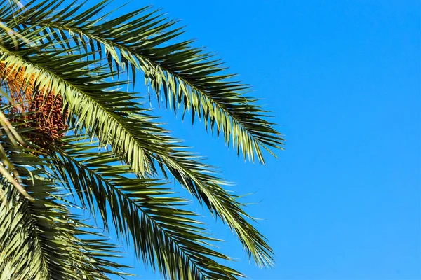 Datum Palm Gouden Vruchten Cyprus — Stockfoto