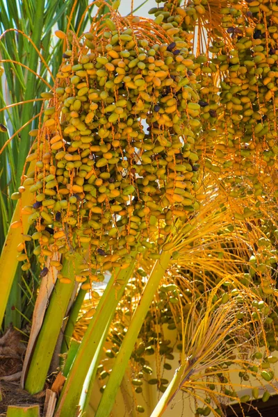 Date palm golden fruit, Cyprus