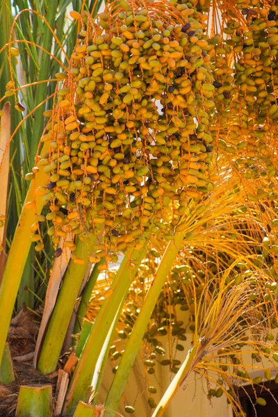 Hurma altın meyvesi, Kıbrıs