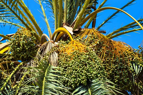 Hurma altın meyvesi, Kıbrıs