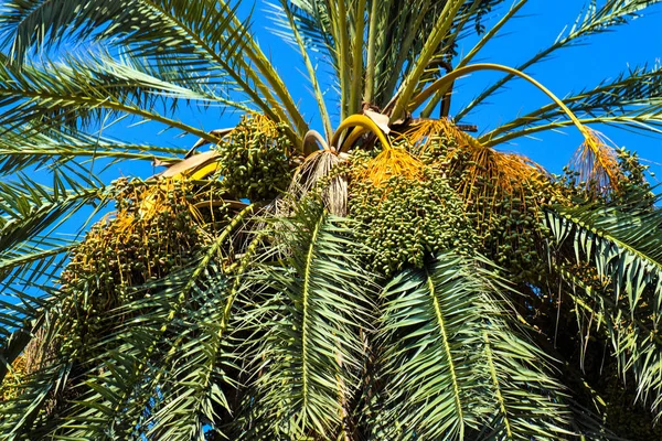 Date palm golden fruit, Cyprus