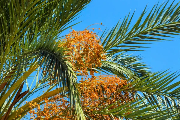 Hurma altın meyvesi, Kıbrıs