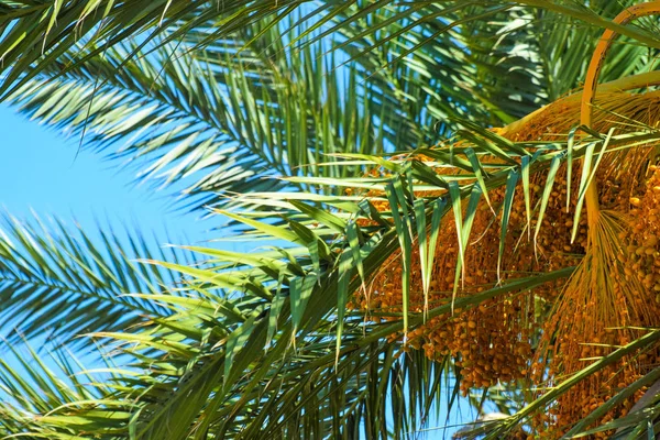 Hurma altın meyvesi, Kıbrıs