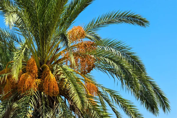 Date Palm Golden Fruit Chipre — Fotografia de Stock