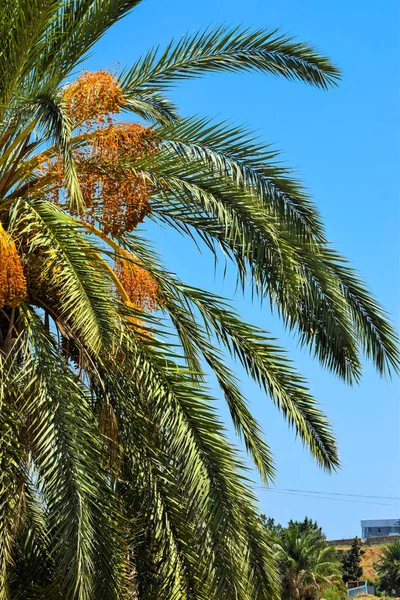 Date Palm Golden Fruit Chipre — Fotografia de Stock