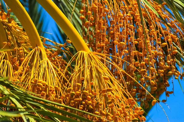 Hurma altın meyvesi, Kıbrıs