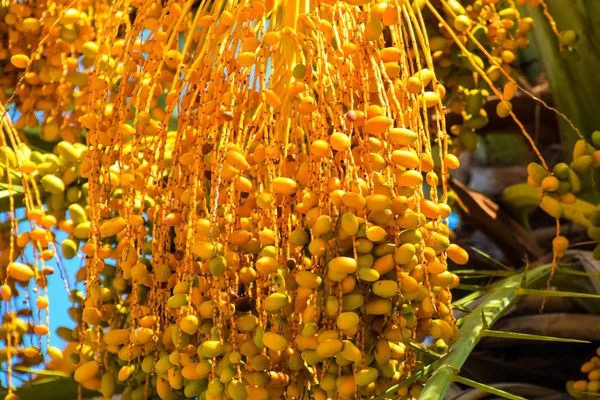 Hurma altın meyvesi, Kıbrıs