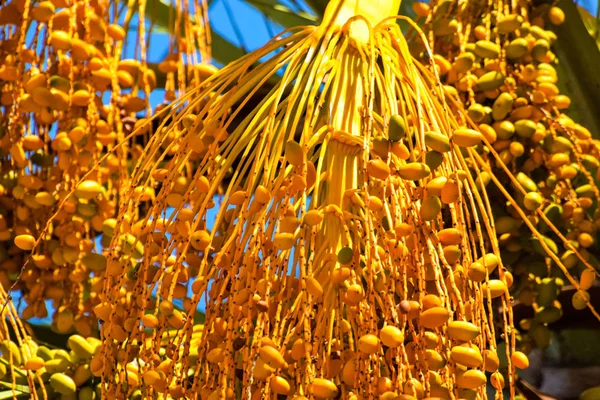 Hurma altın meyvesi, Kıbrıs