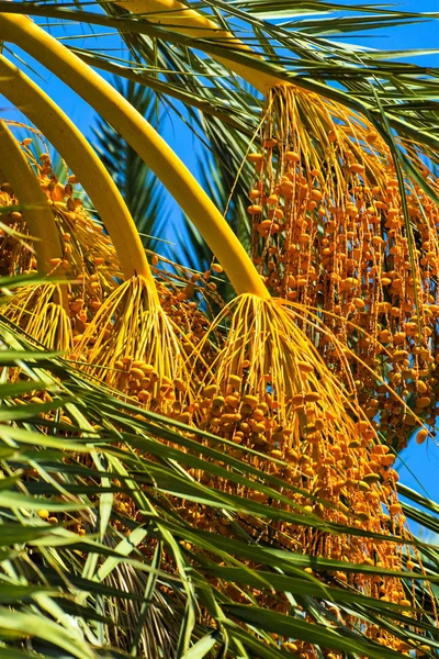 Palmier Dattier Fruit Doré Chypre — Photo