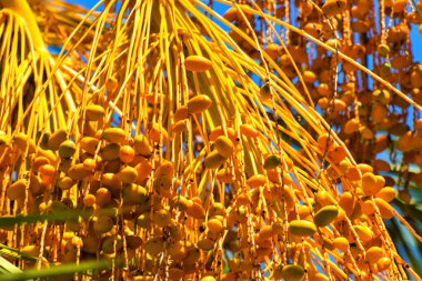 Hurma altın meyvesi, Kıbrıs